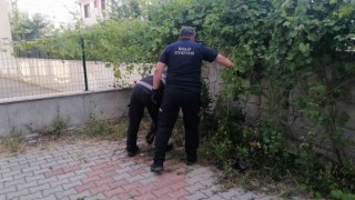 Çocukların bahçede oynarken karşılaştığı yılan doğaya salındı
