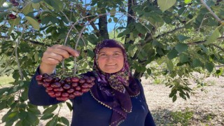 Coğrafi işaretli Çubuk Vişnesini ağrı kesici olarak kullanıyorlar