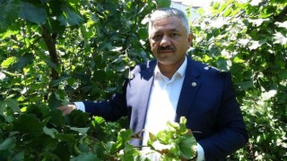 Cumhurbaşkanı, fındık fiyatını Orduda açıklayacak