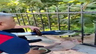 Demir korkulukların arasında saatlerce mahsur kalan köpeği itfaiye kurtardı