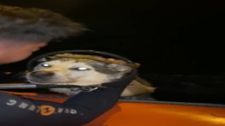 Denizde mahsur kalan köpeğe itfaiyeden kurtarma operasyonu