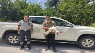 Derebucakta yaralı bulunan leylek koruma altına alındı