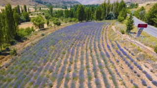 Develide lavanta bahçesinde hasat zamanı yaklaştı