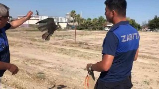 Direğe bağlanmış doğanı kurtarıp doğaya bıraktılar