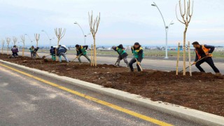Diyarbakırda farklı türlerde bin 700 ağaç dikildi