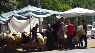 Diyarbakırda kurbanlıklar sıcakların gölgesinde kaldı