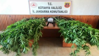 Domaniçte 100 kök keneviri ele geçirildi