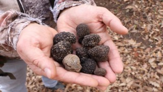 Dünyanın en pahalı mantarından yılda 225 kilo toplanabilecek