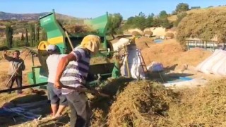Dünyanın tescilli kekik bahçesi Denizlide hasat devam ediyor