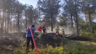 Edirnede orman yangını: Havadan ve karadan müdahale ediliyor