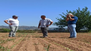 Efelerde ayçiçeği tarlaları taranıyor