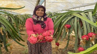 Ejder meyvesinde hasat başladı