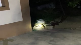 Elazığda aç kalan tilki evin bahçesinde yiyecek aradı