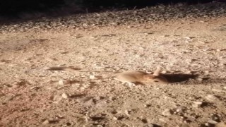 Elazığda IUCNnin kırmızı listesinde bulunan Arap tavşanı görüntülendi
