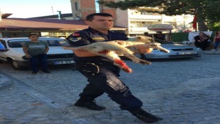 Elazığda jandarma ekipleri minibüsün çarptığı köpek için seferber oldu