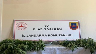 Elazığda jandarmadan eş zamanlı uyuşturucu operasyonu