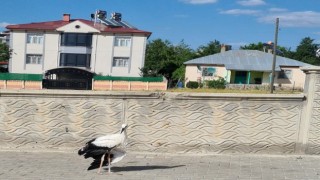 Elazığda yaralı halde bulunan leylek, tedavi altına alındı