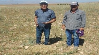 Elbistanda ilk kez ekildi: Susuz yetişiyor, kilosu 100 liradan satılıyor