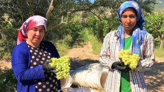 Erkenci üzüm üreticisinin yüzünü güldürdü