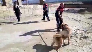 Erzincanda boş havuza düşen köpek, itfaiye ekiplerince kurtarıldı