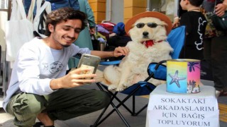 Evcil köpek elde ettiği gelirle sokak köpeklerine mama sağlıyor
