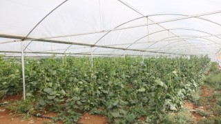 Eyyübiye Sera Kentte hasat başladı