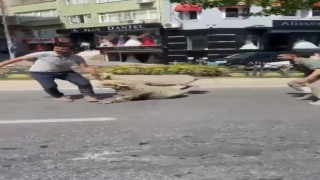 Fatihte kaçan kurbanlık koyunlar yakalandı