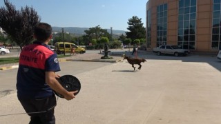 Firar eden kurbanlık koç hastane bahçesini birbirine kattı
