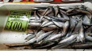 Geçtiğimiz hafta 150 liraya kadar ulaşan sardalyanın kilosu 100 liraya düştü