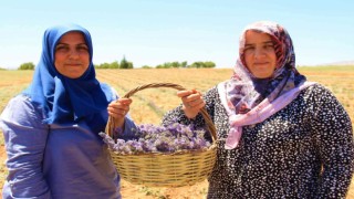 Gelin ve görümce sırt sırta verdi, ektikleri lavanta bahçesinden ilk hasat alındı