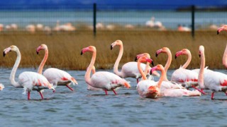 Göç etmeyen flamingolar yaz aylarını da Hersek Lagününde geçiriyor