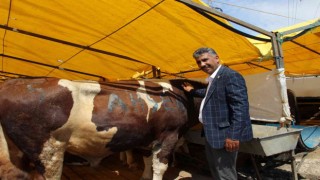 Göle TİGEM, İstanbula bin büyükbaş kurbanlık getirdi