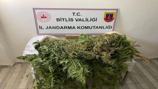 Güroymakta 153 kök kenevir ve 4 kilo esrar ele geçirildi