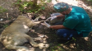 Hakkaride bir haftada 2 köpeği yılan ısırdı