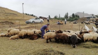 Hakkaride kurban satış ve kesim yerleri belirlendi