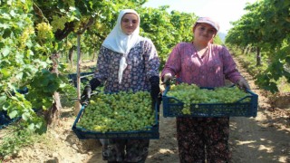 Hasadı başlayan üzümde ihracat tırları yarın yola çıkacak