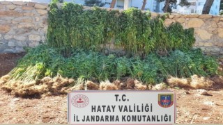 Hatayda 15 bin 750 kök kenevir bitkisi ele geçirildi