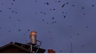 Hisarcıkta kargaların gökyüzündeki dansı kameraya işte böyle yansıdı