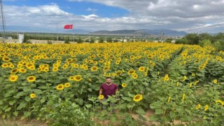Hüyükte ayçiçeği ekili alanlarda çayır tırtılı çalışmaları sürüyor