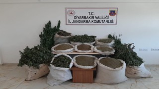 İçişleri Bakanlığı duyurdu: ‘2 milyonu aşkın kök kenevir ele geçirildi
