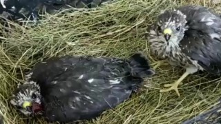 Iğdırda bulunan yavru kartallar korumaya alındı