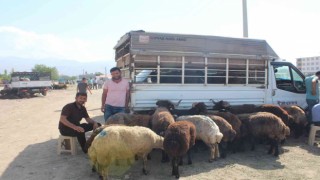 Iğdırda hayvan pazarında Kurban Bayramı yoğunluğu