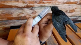 Iğdırda sıcak havadan etkilenen ebabil kuşu tedavi altına alındı