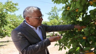 İhraçlık kayısı hasadı başladı