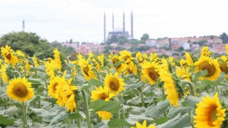 İlaçlama yapılan tarlalarda tırtıldan eser kalmadı