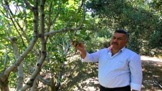 İlekleme incirde lezzeti ve kaliteyi yükseltiyor