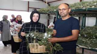 İpek Böceği Besleme Evi projesinde ilk koza hasadı yapıldı