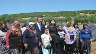 Isparta lavanta festivaline hazırlanıyor