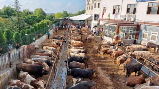 İstanbulda kurban kesimleri başladı