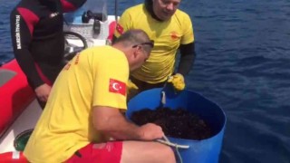 İtfaiyeciler bu sefer tatilcileri deniz kestanelerinden kurtardı
